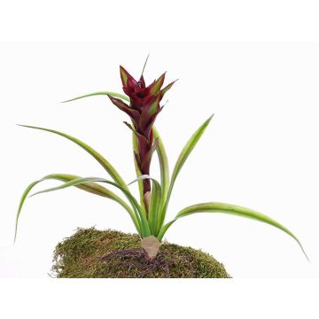 Guzmania de plástico ANELY, floración, con palo, rojo, 40cm Guzmania de plástico ANELY, floración, con palo, rojo, 40cm