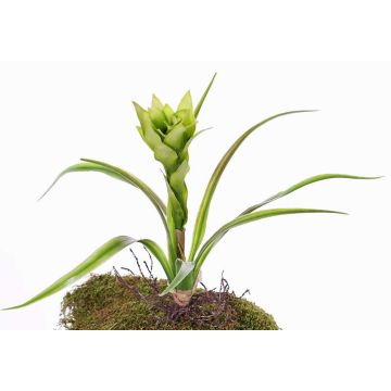 Guzmania de plástico ANELY, floración, con palo, verde, 40cm