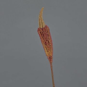 Bulbinella de plástico TALUNA, marrón-naranja, 65cm, Ø6cm