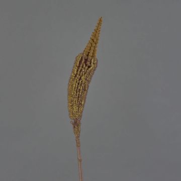 Bulbinella de plástico TALUNA, marrón claro, 65cm, Ø6cm