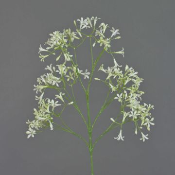 Saxifraga de imitación BOUZA, floración, crema, 65cm Saxifraga de imitación BOUZA, floración, crema, 65cm
