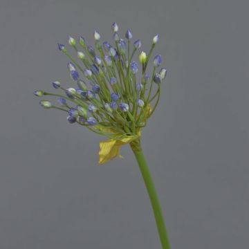 Allium de plástico KATYNA, azul, 70cm