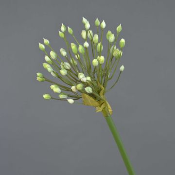 Allium de plástico KATYNA, crema, 70cm