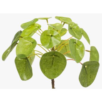 Planta china del dinero de plástico SYBIL, verde, 13cm Planta china del dinero de plástico SYBIL, verde, 13cm