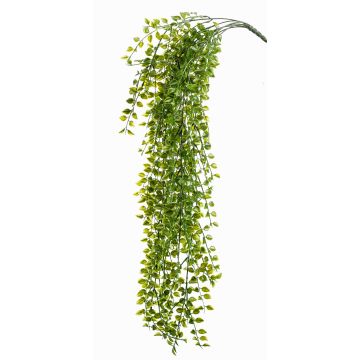 Ficus trepador falso CABOT con palo, para espacios resguardados, 80cm Ficus trepador falso CABOT con palo, para espacios resguardados, 80cm