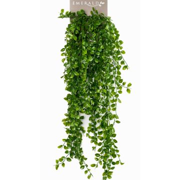 Ficus trepador falso BASQUIAT con palo, 80cm