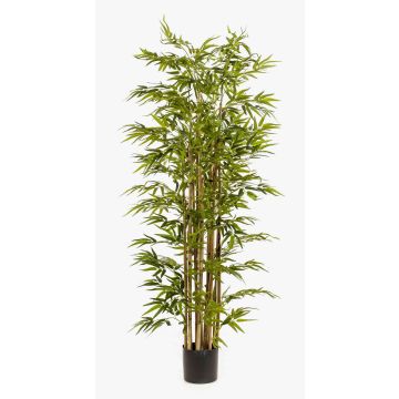 Planta artificial de bambú HIKITO, tallos naturales, 175 cm Planta artificial de bambú HIKITO, tallos naturales, 175 cm