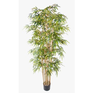 Planta artificial de bambú HIKITO, tallos naturales, 205 cm Planta artificial de bambú HIKITO, tallos naturales, 205 cm