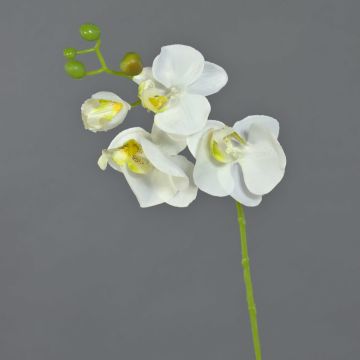 Rama de orquídea Phalaenopsis de imitación MINA, blanca, 55cm