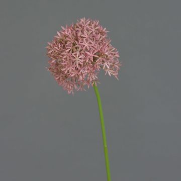 Allium de plástico ARNAU, fucsia, 60cm