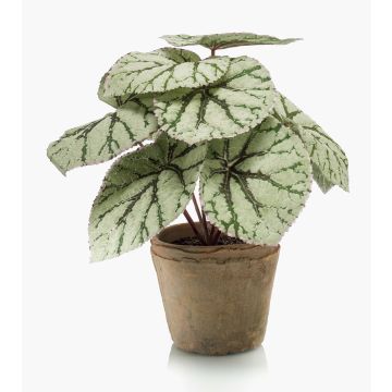 Planta artificial de begonia de hoja MEIRA en maceta de terracota, verde-gris, 25cm Planta artificial de begonia de hoja MEIRA en maceta de terracota, verde-gris, 25cm