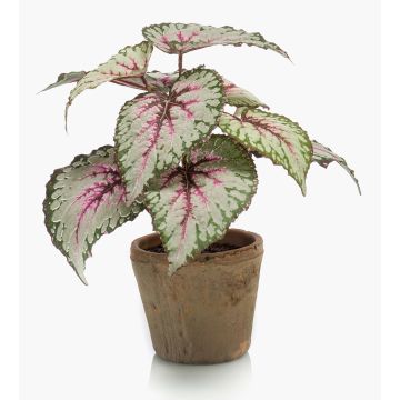 Planta artificial de begonia de hoja MEIRA en maceta de terracota, verde-rosa, 25cm Planta artificial de begonia de hoja MEIRA en maceta de terracota, verde-rosa, 25cm