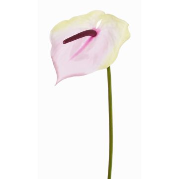 Flor artificial de flamenco MOIRA, crema-rosa, 75cm, 13x18cm Flor artificial de flamenco MOIRA, crema-rosa, 75cm, 13x18cm