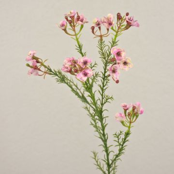 Flor artificial de cera AISHA, rosa, 65 cm, Ø 1-1,5 cm
