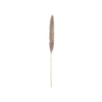Racimo de hierba de la pampa plateada seca ALBERICO, color natural, 135 cm