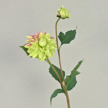 Dalia aterciopelada PATRITZIA, verde-rosa, 55 cm, Ø 4-9 cm Dalia aterciopelada PATRITZIA, verde-rosa, 55 cm, Ø 4-9 cm