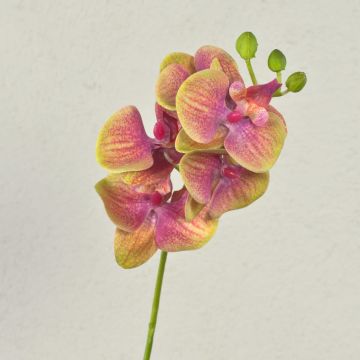 Rama decorativa de orquídea Phalaenopsis OPHELIA, rosa y verde, 40 cm, Ø 7-8 cm Rama decorativa de orquídea Phalaenopsis OPHELIA, rosa y verde, 40 cm, Ø 7-8 cm