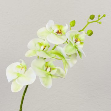 Rama decorativa de orquídea Phalaenopsis OPHELIA, color crema-verde, 80 cm, Ø 8-9 cm Rama decorativa de orquídea Phalaenopsis OPHELIA, color crema-verde, 80 cm, Ø 8-9 cm