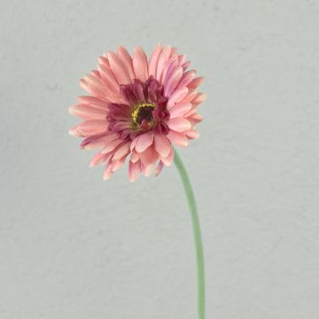 Flor artificial Gerbera TEUDELINDE, rosa antiguo, 55 cm, Ø 8 cm Flor artificial Gerbera TEUDELINDE, rosa antiguo, 55 cm, Ø 8 cm