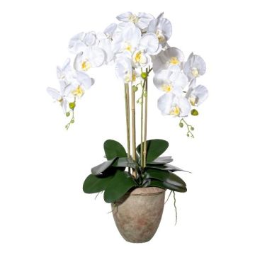 Orquídea Phalaenopsis artificial FRIMTOR en maceta de terracota, raíces, blanca, 75cm Orquídea Phalaenopsis artificial FRIMTOR en maceta de terracota, raíces, blanca, 75cm