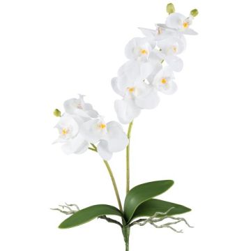 Orquídea Phalaenopsis artificial KRUZBER, varilla de sujeción, raíces, blanca, 55 cm Orquídea Phalaenopsis artificial KRUZBER, varilla de sujeción, raíces, blanca, 55 cm