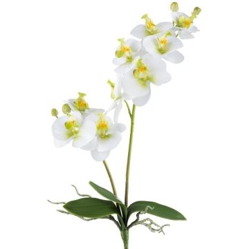 Orquídea Phalaenopsis artificial KRUZBER, varilla de sujeción, raíces, blanco y verde, 55 cm Orquídea Phalaenopsis artificial KRUZBER, varilla de sujeción, raíces, blanco y verde, 55 cm
