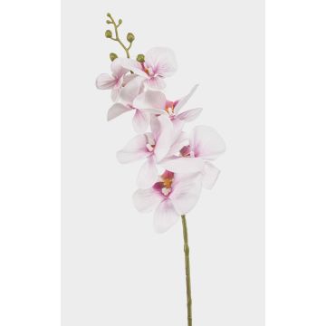 Rama de orquídea Phalaenopsis artificial AXELOR, blanco-rosa, 85 cm Rama de orquídea Phalaenopsis artificial AXELOR, blanco-rosa, 85 cm