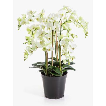 Flor artificial, orquídea Phalaenopsis FINEA en maceta decorativa, color crema, 85 cm Flor artificial, orquídea Phalaenopsis FINEA en maceta decorativa, color crema, 85 cm