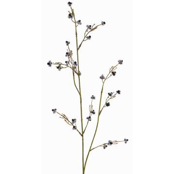 Rama decorativa de Stirlingia latifolia COLLAN, blanco y negro, 75 cm, Ø 1 cm