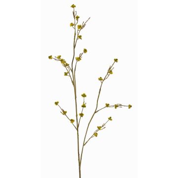 Rama decorativa de Stirlingia latifolia COLLAN, amarillo y verde, 75 cm, Ø 1 cm