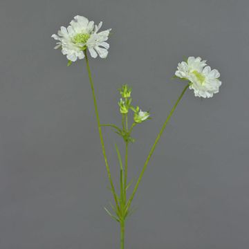 Scabiosa artificial ANDIA, blanca, 80 cm, Ø 8-10 cm