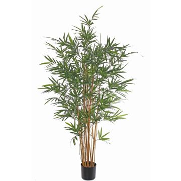 Bambú artificial LUCINE, tallos naturales, crossdoor, 170 cm Bambú artificial LUCINE, tallos naturales, crossdoor, 170 cm