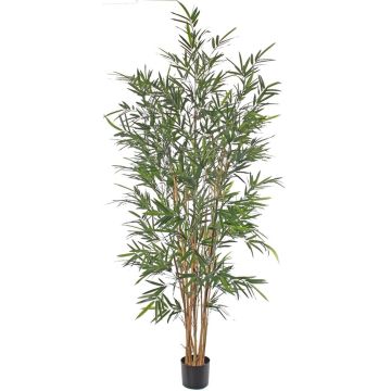 Bambú artificial LUCINE, tallos naturales, crossdoor, 195 cm Bambú artificial LUCINE, tallos naturales, crossdoor, 195 cm