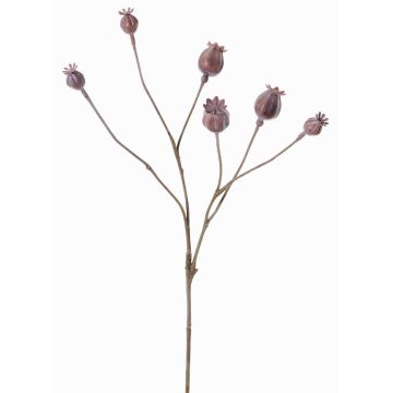 Cápsulas decorativas de amapola ASUMAN, marrón, 70cm, Ø2-3cm