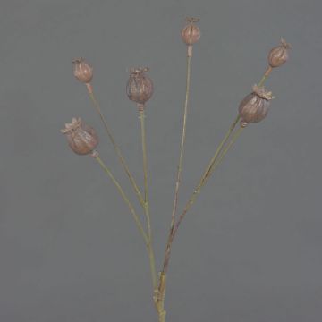 Cápsulas decorativas de amapola ASUMAN, marrón, 70 cm, Ø 2-3 cm Cápsulas decorativas de amapola ASUMAN, marrón, 70 cm, Ø 2-3 cm