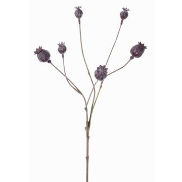 Cápsulas decorativas de amapola ASUMAN, marrón oscuro, 70cm, Ø2-3cm