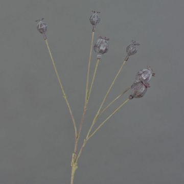 Cápsulas decorativas de amapola ASUMAN, marrón oscuro, 70 cm, Ø 2-3 cm Cápsulas decorativas de amapola ASUMAN, marrón oscuro, 70 cm, Ø 2-3 cm
