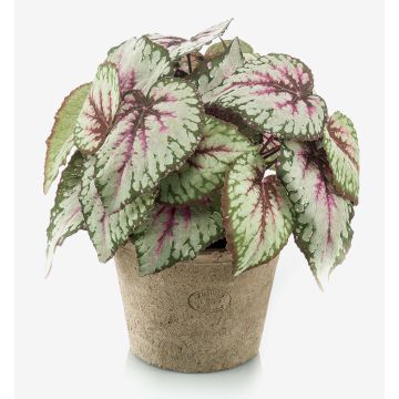Planta artificial de begonia de hoja MEIRA en maceta de terracota, frondosa, verde-rosa, 25cm