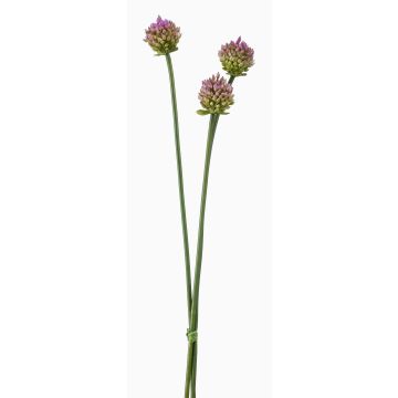 Ramo decorativo de Allium LAMDA, violeta y verde, 65 cm, Ø 4 cm