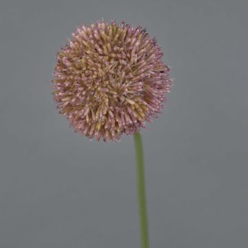 Allium artificial NATASHA, lila, 65 cm, Ø 10 cm