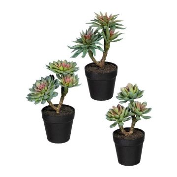 Arreglo decorativo de suculentas DRULKE en maceta decorativa, 3 unidades, verde y rosa, 21-23 cm