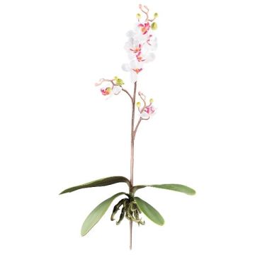 Orquídea Phalaenopsis decorativa MALZA, varilla, raíces, blanco-morado, 55 cm Orquídea Phalaenopsis decorativa MALZA, varilla, raíces, blanco-morado, 55 cm