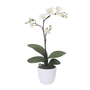 Orquídea Phalaenopsis decorativa MALZA, varilla de sujeción, raíces, color crema, 55 cm Orquídea Phalaenopsis decorativa MALZA, varilla de sujeción, raíces, color crema, 55 cm