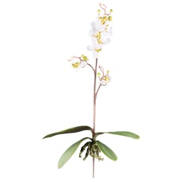 Orquídea Phalaenopsis decorativa MALZA, varilla de sujeción, raíces, color crema, 55cm