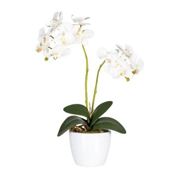 Orquídea Phalaenopsis de tela FRUXO, maceta de cerámica, raíces, blanca, 50cm Orquídea Phalaenopsis de tela FRUXO, maceta de cerámica, raíces, blanca, 50cm