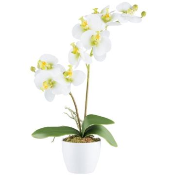 Orquídea Phalaenopsis de tela KRUZBER, maceta de cerámica, raíces, blanco-verde, 55cm Orquídea Phalaenopsis de tela KRUZBER, maceta de cerámica, raíces, blanco-verde, 55cm