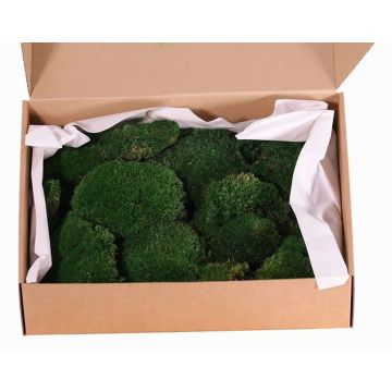Musgo plano natural DIMITRA, verde, 800g, 0,15 m² Musgo plano natural DIMITRA, verde, 800g, 0,15 m²