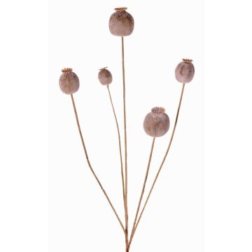 Cápsula de amapola sintética FILOMELA, marrón claro, 75cm, Ø2-3,5cm