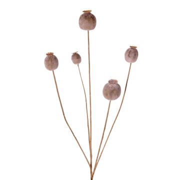 Cápsula de amapola artificial FILOMELA, marrón claro, 75 cm, Ø 2-3,5 cm Cápsula de amapola artificial FILOMELA, marrón claro, 75 cm, Ø 2-3,5 cm