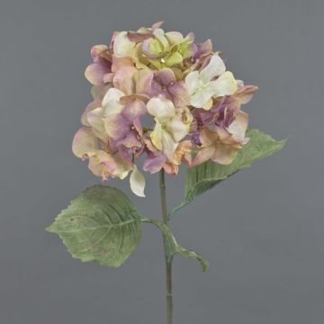 Flor decorativa de hortensia URANIA, aspecto seco, rosa antiguo-crema, 75 cm, Ø 20 cm